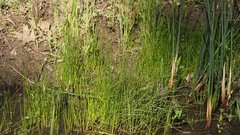 Eleocharis montevidensis