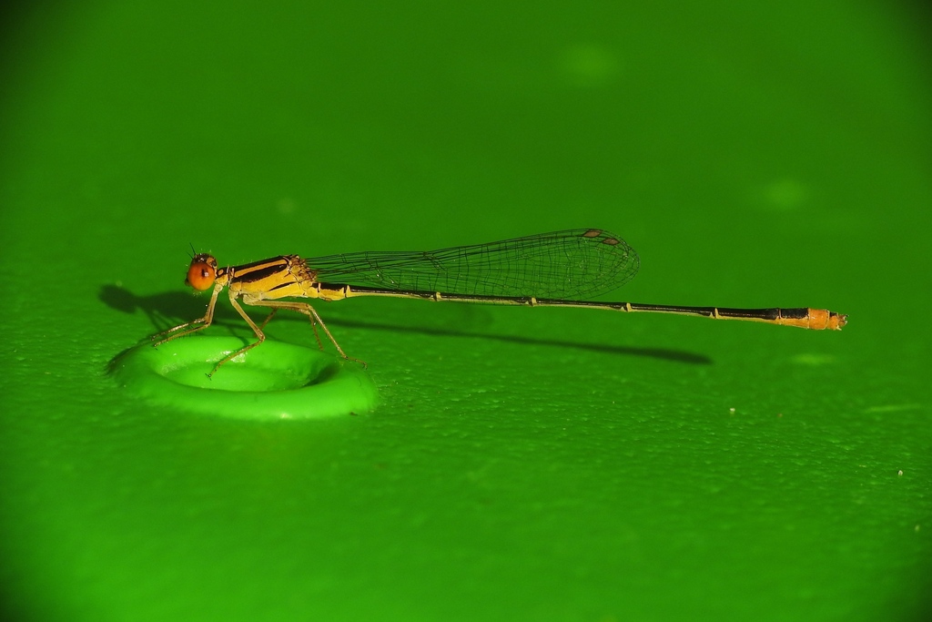 Florida Bluet