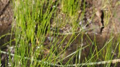 Eleocharis montevidensis