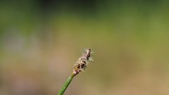 Eleocharis montevidensis