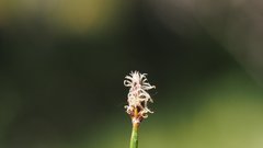 Eleocharis montevidensis