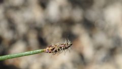 Eleocharis montevidensis