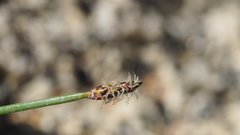 Eleocharis montevidensis