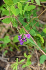 Lathyrus humilis