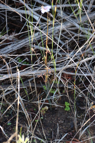 Image of Oxalis livida by (c) Tony Rebelo, some rights reserved (CC BY-SA)