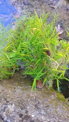 Pogonatherum crinitum