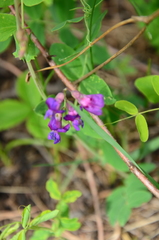 Lathyrus humilis