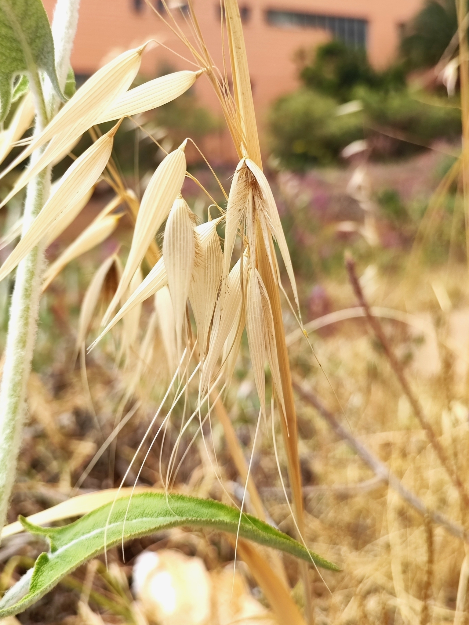 Avena sterilis ssp. sterilis