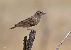 Eremopterix verticalis