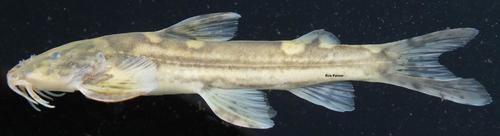 Amphilius platychir · iNaturalist