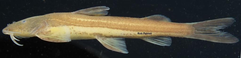 African mountain catfish (Amphilius rheophilus) — Amphiliidae