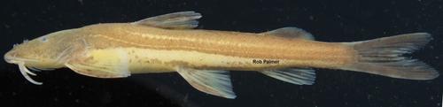 African mountain catfish (Amphilius rheophilus) — Amphiliidae