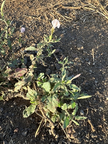 Oenothera kunthiana, 2024-06-10