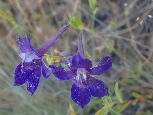 Image of Delphinium menziesii by no rights reserved