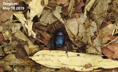 Phelotrupes auratus