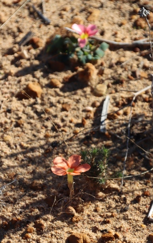 Image of Pink Sorrel (Oxalis eckloniana) by (c) Tony Rebelo, some rights reserved (CC BY-SA)