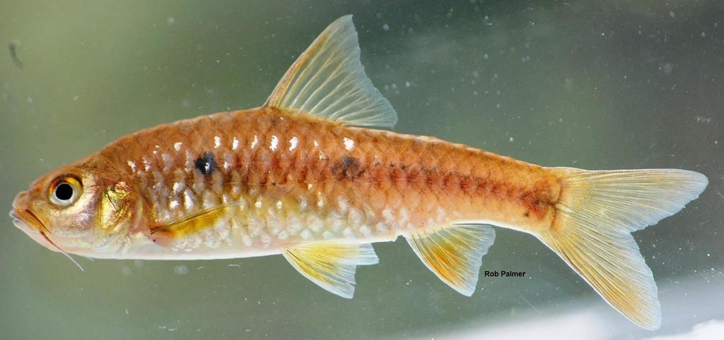 Enteromius liberiensis in September 2013 by Rob Palmer · iNaturalist