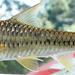 Blackstripe Barb - Photo (c) Rob Palmer, some rights reserved (CC BY-NC-SA), uploaded by Rob Palmer