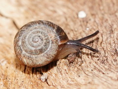 Excellaoma melbournensis