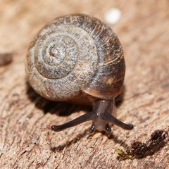 Excellaoma melbournensis