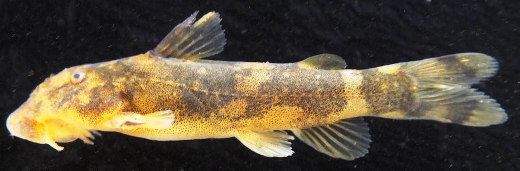Western suckermouth catfish (Chiloglanis occidentalis) — Mochokidae