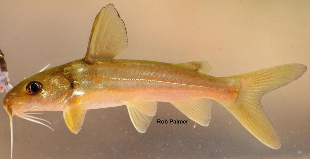 Chrysichthys