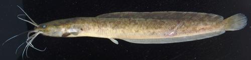 Catfish (Clarias laeviceps) — Clariidae