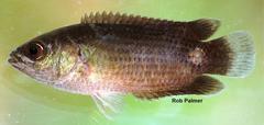 Climbing Perch photo 2