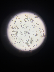 Calbovista subsculpta