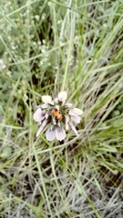 Trichodes octopunctatus