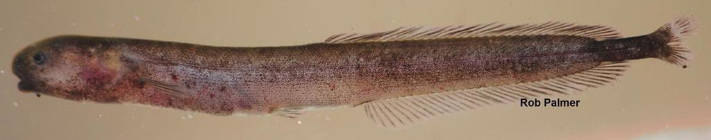 Isichthys