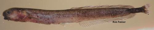 Genus Isichthys · iNaturalist