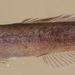 Isichthys henryi - Photo (c) Rob Palmer, alguns direitos reservados (CC BY-NC-SA), uploaded by Rob Palmer
