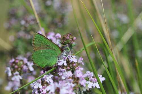 Callophrys avis