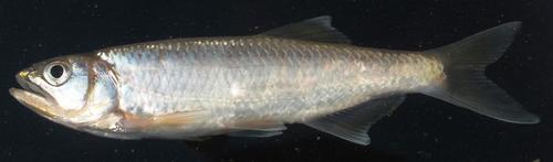 Guinean minnow (Leptocypris guineensis) — Cyprinidae — 2