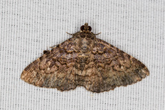 Toxonprucha repentis