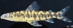 African Striped Darter photo 2