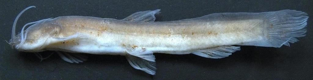 Paramphilius