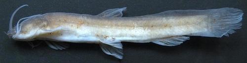 African loach catfish (Paramphilius trichomycteroides) — Amphiliidae — 2
