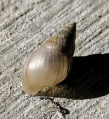 Rabdotus dealbatus dealbatus