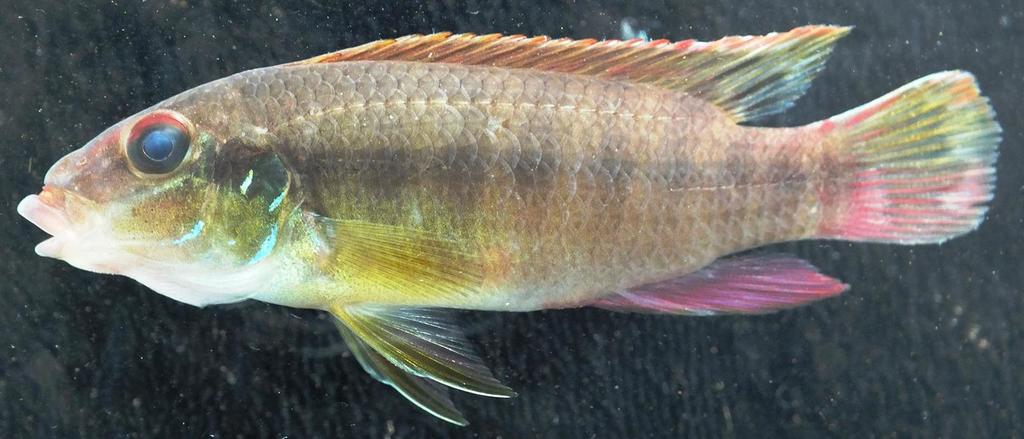 Cichlidé humble (Yellow Kribensis) (Wallaceochromis humilis)