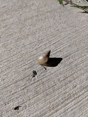Rabdotus dealbatus dealbatus