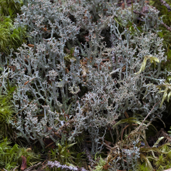 Cladonia multiformis