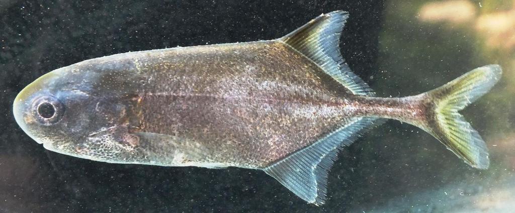Petrocephalus tenuicauda