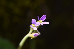 Arabis verna