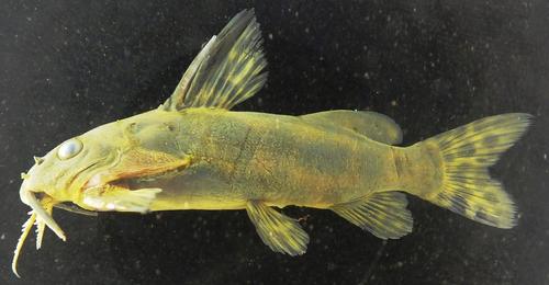 Synodontis tourei