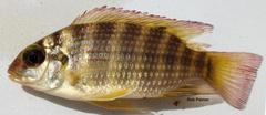 Tilapia brevimanus