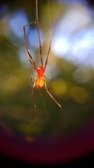 Argyrodes flavescens
