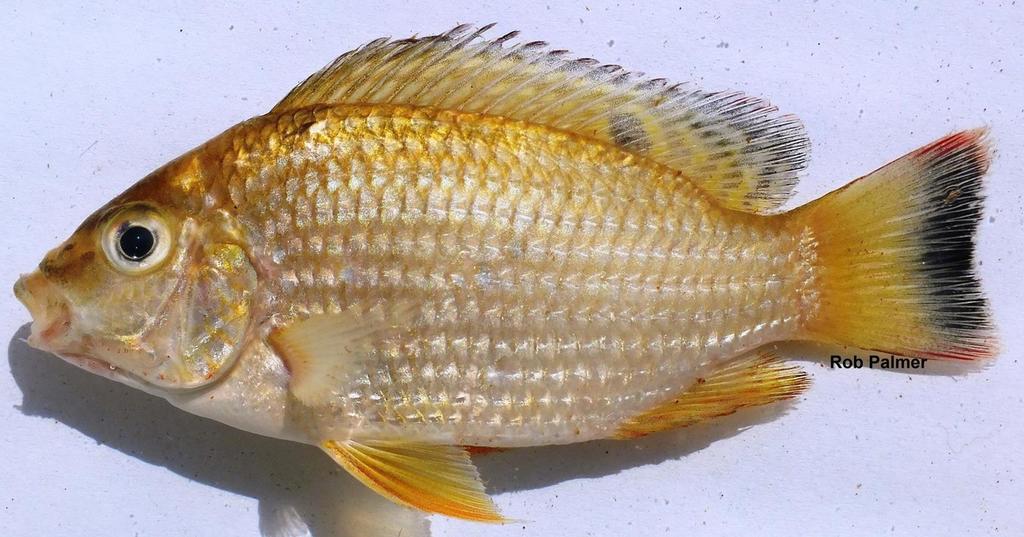 Louka Tilapia