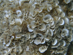 Padina pavonica